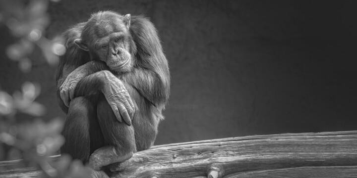 "La mélancolie du primate" 摄影, 19.7x39.4 in