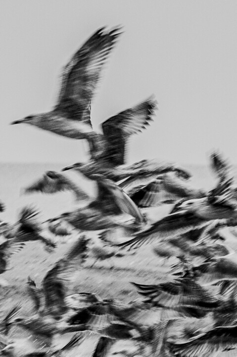 Photography titled "Beach Birds" by Stephan Larroque, Original Artwork, Non Manipulated Photography