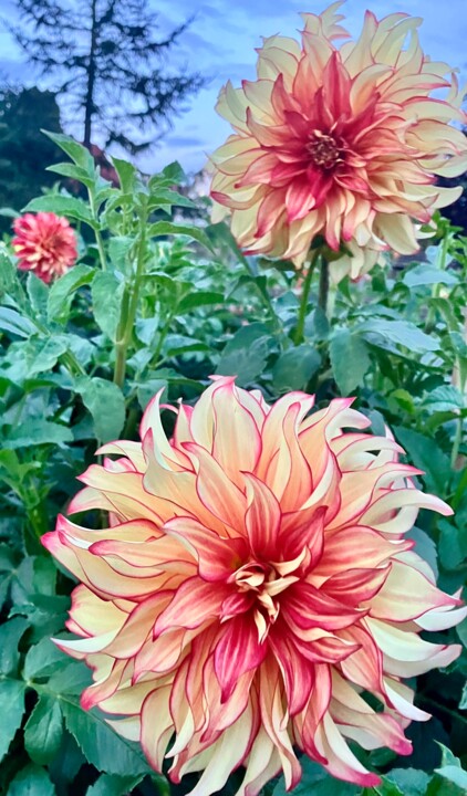 Photography titled "Fiery Flora" by Blooming Paint, Original Artwork, Non Manipulated Photography