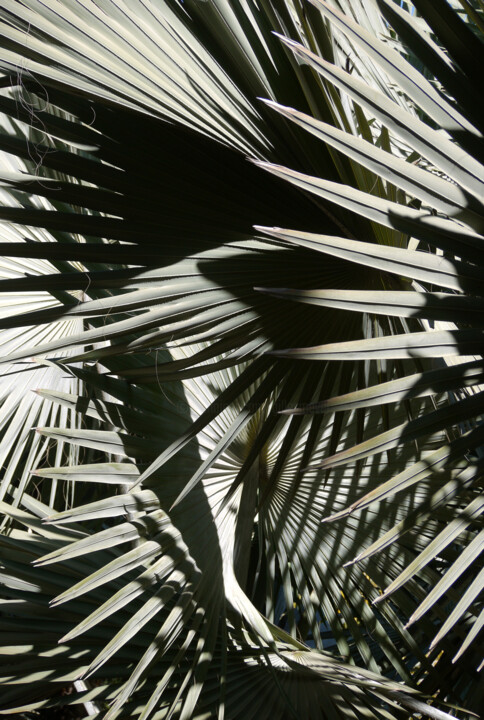Photography titled "abstraction végétal…" by Gilles Mével, Original Artwork, Digital Photography