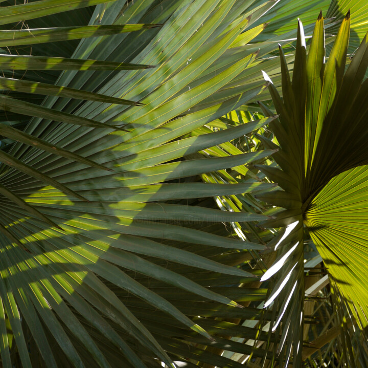Photography titled "abstraction végétal…" by Gilles Mével, Original Artwork, Digital Photography