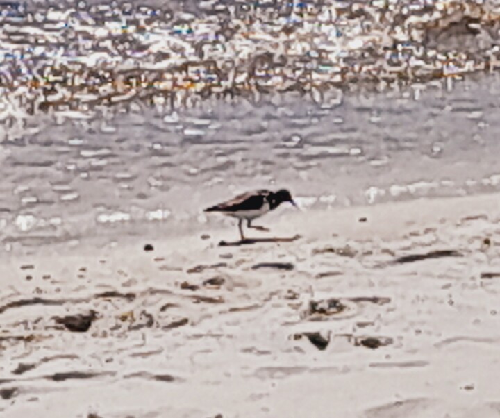DAJA BLAQQ: OCEAN SERIES COLLECTION (OCEAN BEACH BIRD) 摄影, 2,502x2,091 in