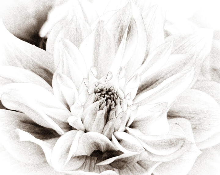 Dahlia Mandala – Geometry of Stillness-No.3 Fotografia, 24x35,8 in