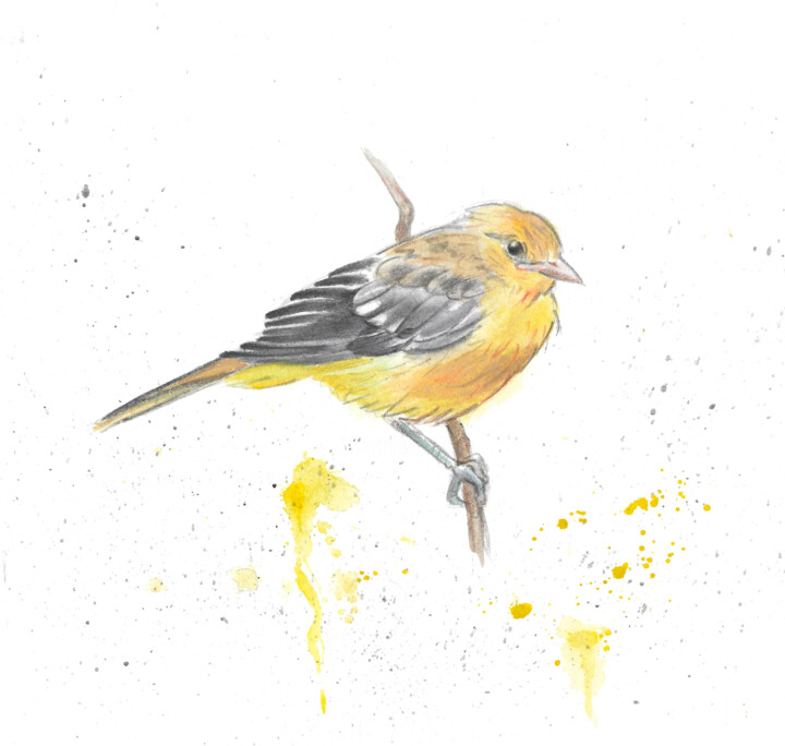 yellow bird 绘画, 7.8x8.3 in