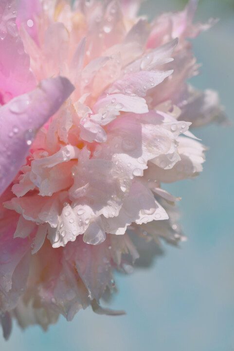 Flowerissimo_17539 摄影