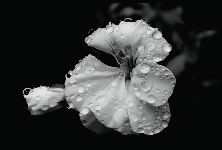 Photography titled "Spring Tears." by Dave English, Original Artwork, Digital Photography