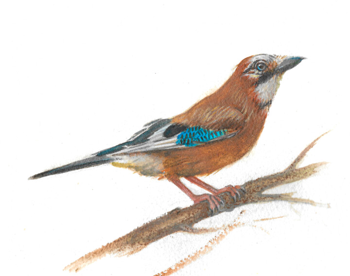 brown jay 绘画, 5.6x6.7 in