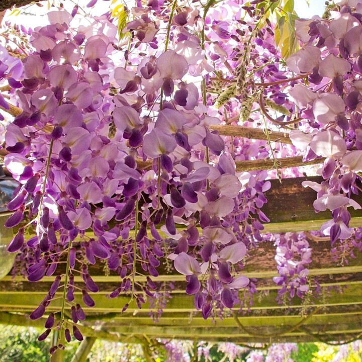 glycine dans le soleil Fotografia