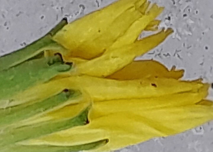 Baskıresim,  2.161x3.020 in 