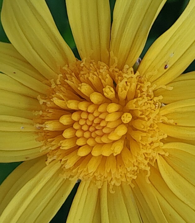 DAJA BLAQQ: FLOWER SERIES COLLECTION (YELLOW/FLORA) 印花与版画, 2,556x2,243 in