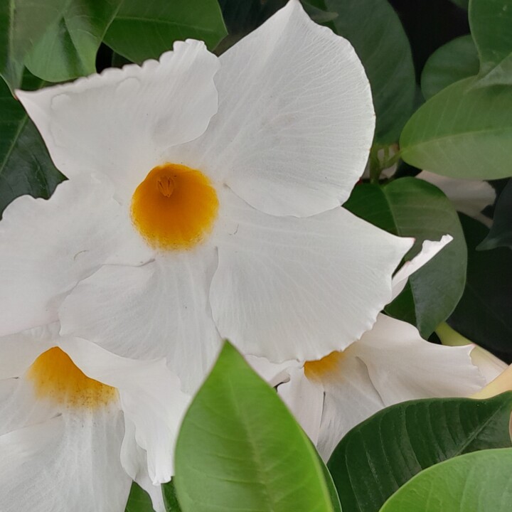 DAJA BLAQQ: FLOWER SERIES COLLECTION (WHITE FLOWER ARRAY) Prenten & gravures, 3.056x3.056 in