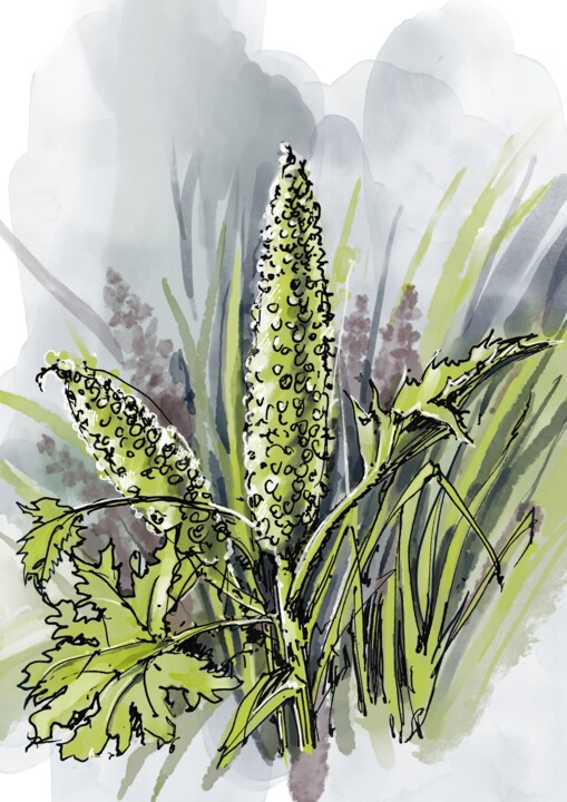 San Francisco Botanical Garden 数字艺术