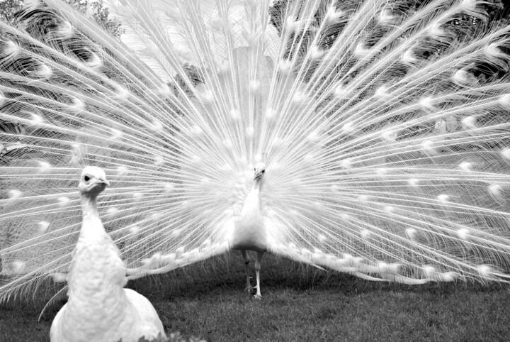 Paons Fotoğraf