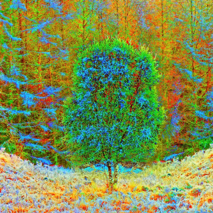 Secret Forest 摄影