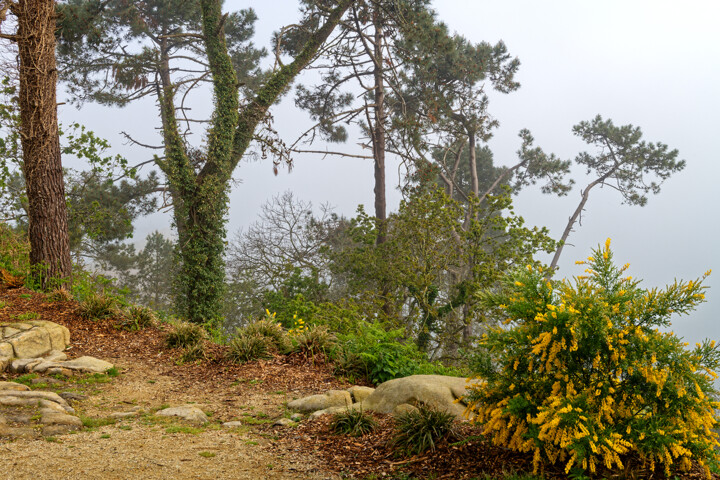 Carantec, Pen al Lann côté l'île Louët. Fotografia, 393,7x590,6 in