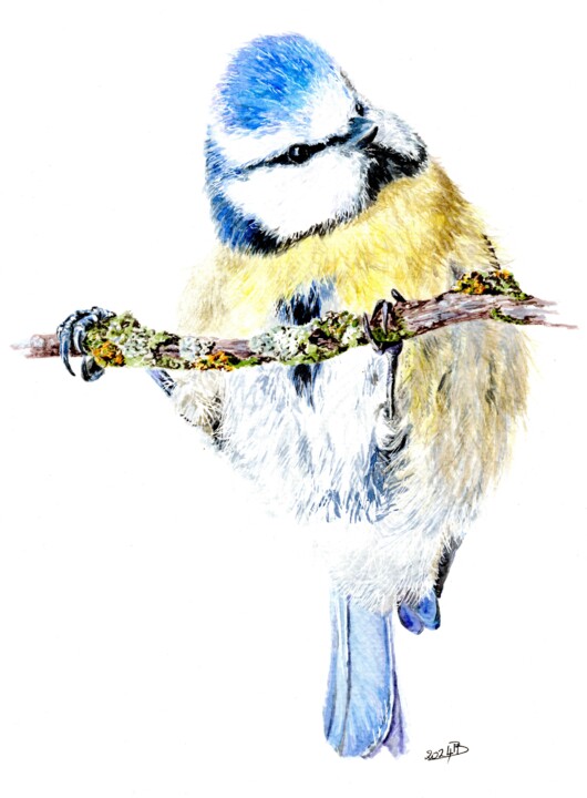 Mésange bleue acrobatique 绘画, 11x10.2 in