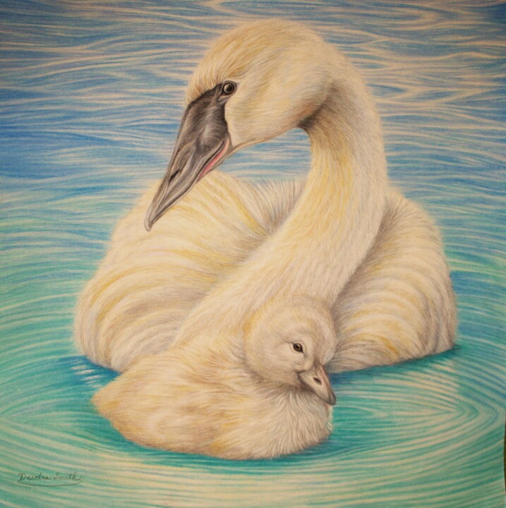 图画 标题为“Trumpeter Swan and…” 由Deidra Smith, 原创艺术品, 铅笔