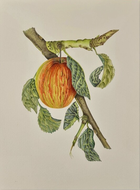 Apple on a branch Pintura, 16,1x12,2 in