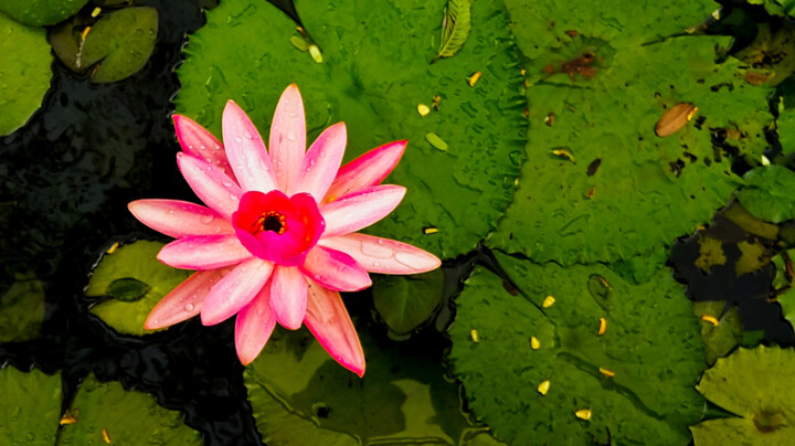 Bloom Фотография