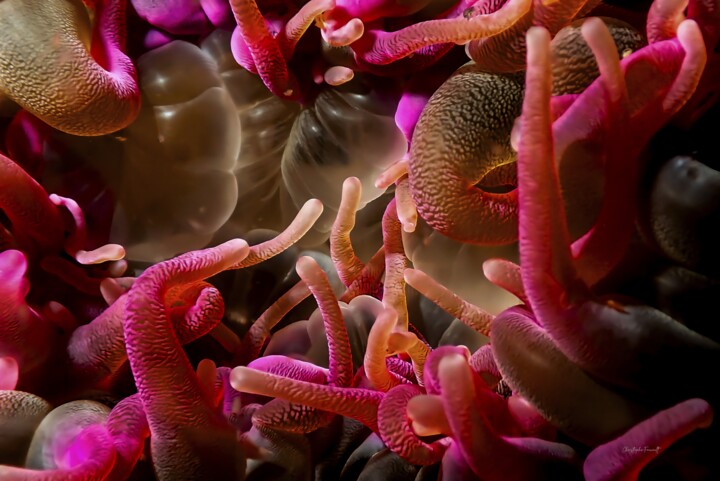 Anemone violette (Condylactis gigantea) Фотография