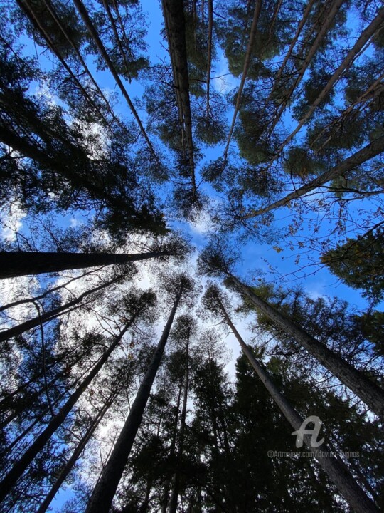 Fotografie getiteld "Forest Bathing" door Davina Dugnas, Origineel Kunstwerk, Digitale fotografie Gemonteerd op Frame voor h…