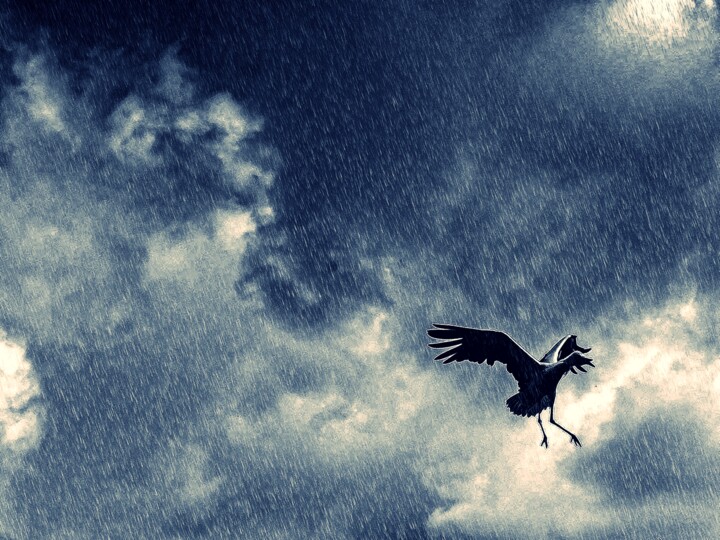 Rain - stormy weather - Storch Fotoğraf