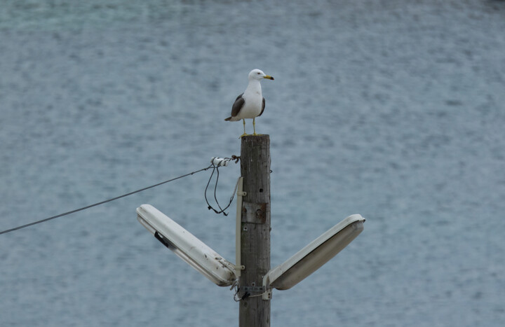 black-tailed gull 摄影