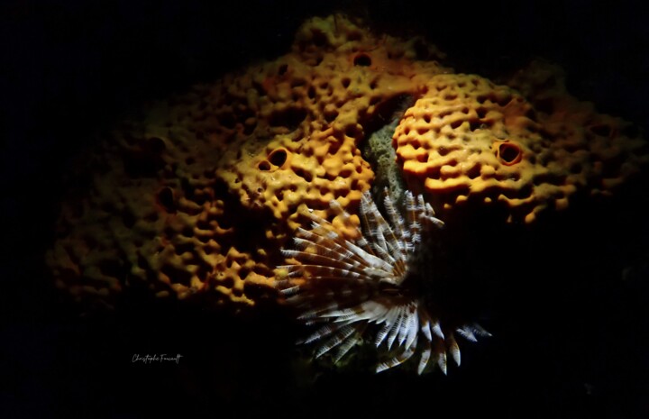 Sabelle nocturne (Sabellastarte magnifica) Фотография