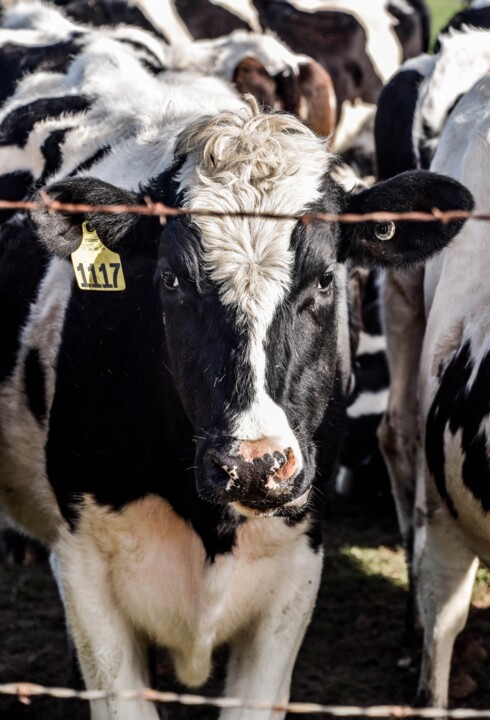 Cow Jesus Fotografia