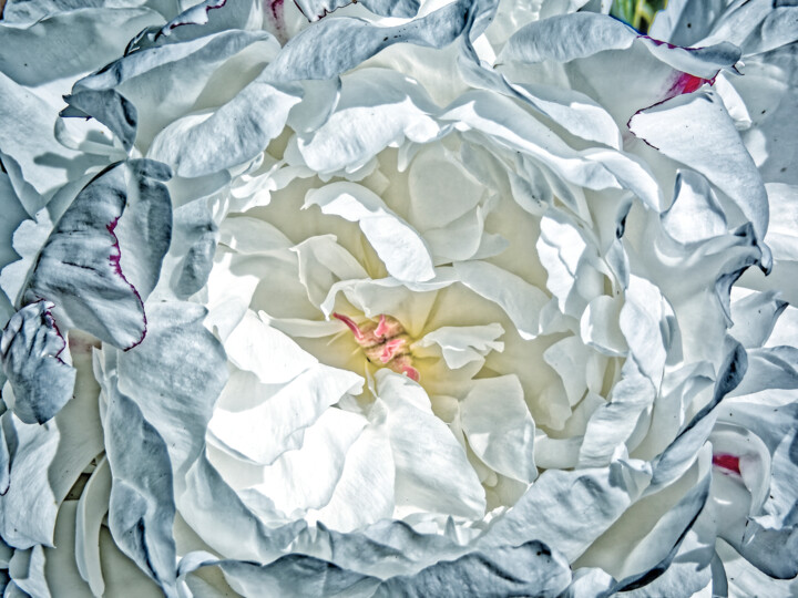Flowers decorated with light 摄影