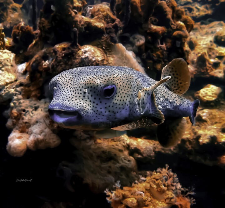 Diodon (Diodontidae) 摄影