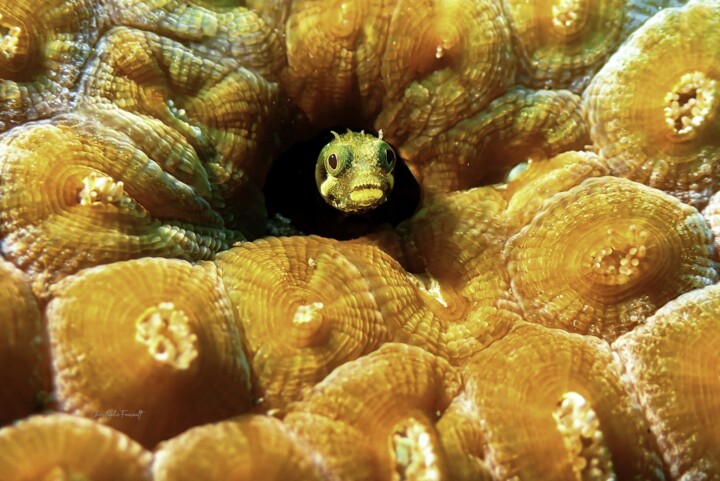 Petit curieux (Blenniidae) 摄影