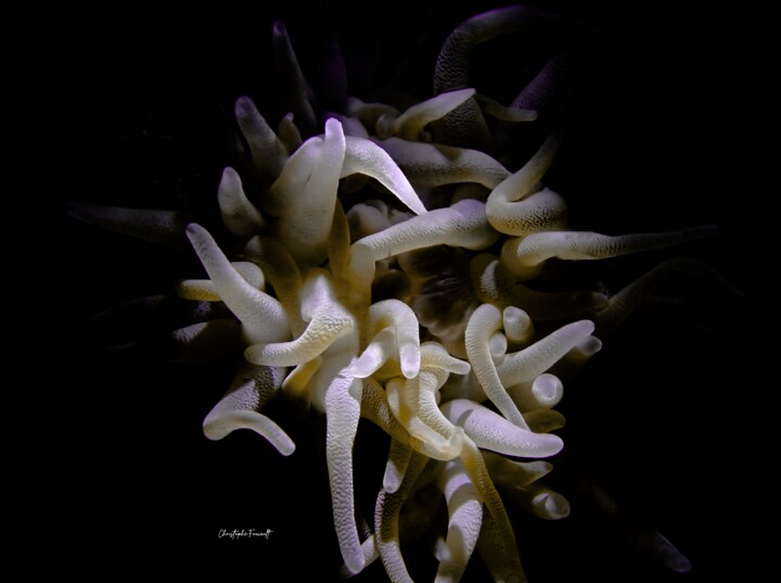 摄影 标题为“Anemone blanche (Co…” 由Christophe Foucault, 原创艺术品, 非操纵摄影