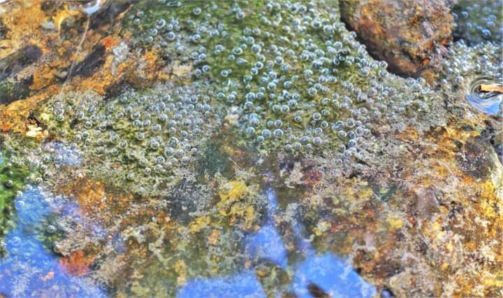 Culture d'eau 摄影, 11.8x15.8 in