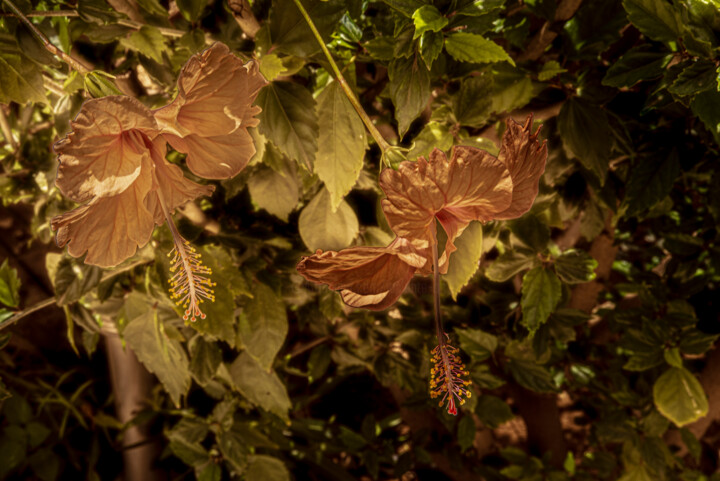 Fotografia intitulada "Hibiscus" por Elisabeth Laplante, Obras de arte originais, Fotografia Manipulada Montado em Outro pai…
