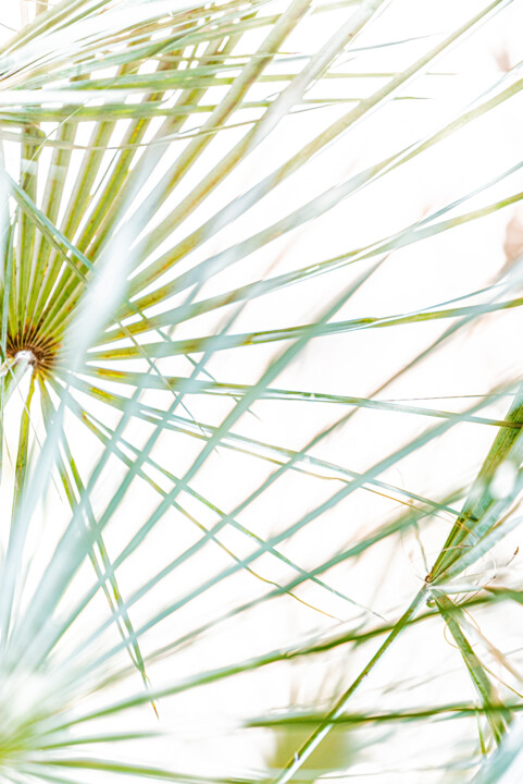 Fotografia intitulada "Éventail naturel" por Elisabeth Laplante, Obras de arte originais, Fotografia Manipulada Montado em O…
