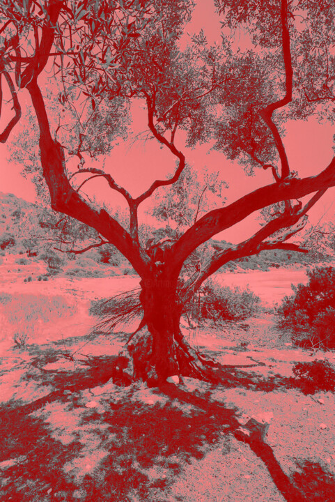 SCARLET AFTERNOON Fotoğraf
