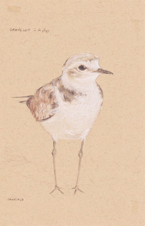 Gravelot à collier interrompu Tekening, 7,7x5,3 in