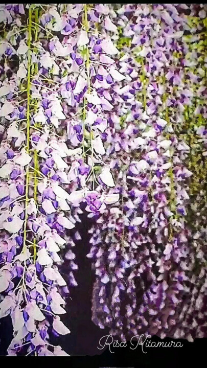 Photographie intitulée "Wisteria at night" par Risa Kitamura, Œuvre d'art originale, Photographie non manipulée