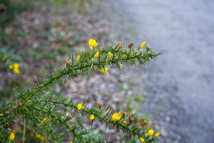 Fotografie getiteld "Un ajonc lumineux p…" door Coralie Dauzats, Origineel Kunstwerk, Digitale fotografie
