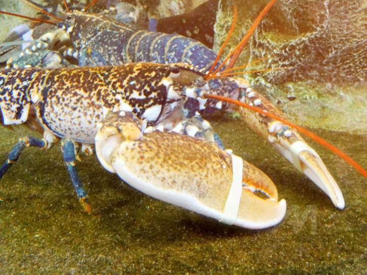 A large lobster and antennas with attached paws or pliers .. 摄影