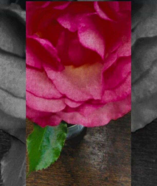 Photographie intitulée "Rose" par Risa Kitamura, Œuvre d'art originale, Photographie numérique Monté sur Châssis en bois