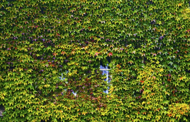Ivy Cottage 摄影