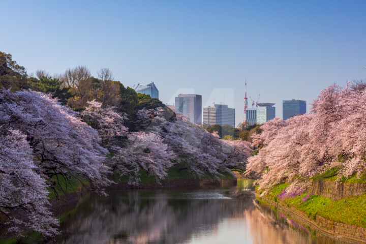 Cherry blossoms along the Chidorigafuchi moat Photography