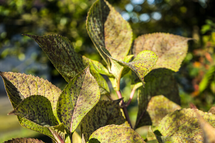 Fotografie getiteld "Feuilles hortensia" door Coralie Dauzats, Origineel Kunstwerk, Digitale fotografie