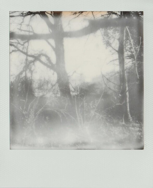 Photographie intitulée "A la lisière des mo…" par Emmanuelle Benjamin, Œuvre d'art originale, Photographie argentique Monté…
