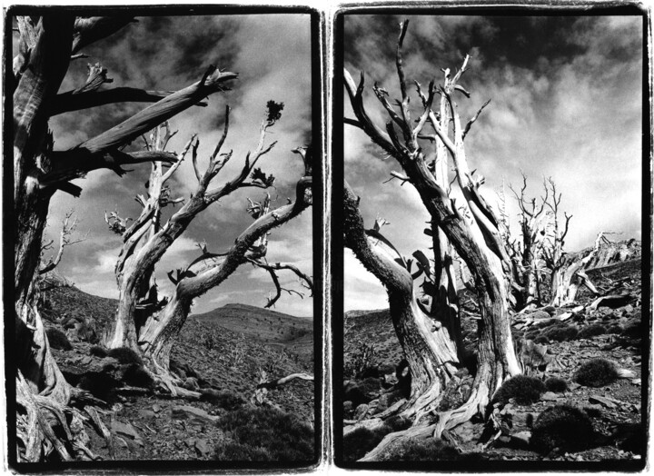 Photographie intitulée "Arbres du Maroc Hau…" par Johannes Von Saurma, Œuvre d'art originale, Papier