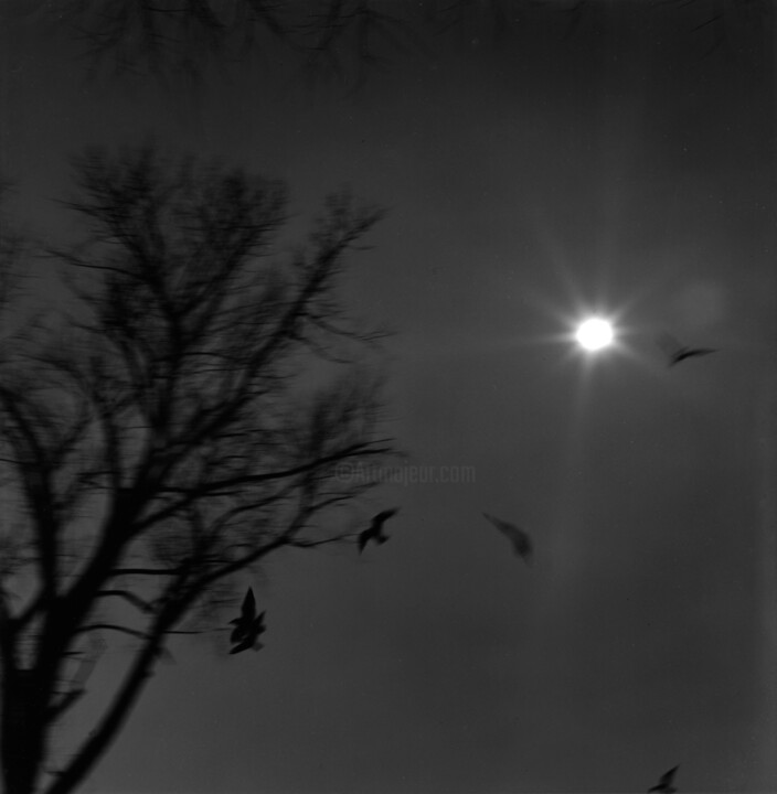 Photography titled "Vol de Nuit  " by Johannes Von Saurma, Original Artwork, Paper