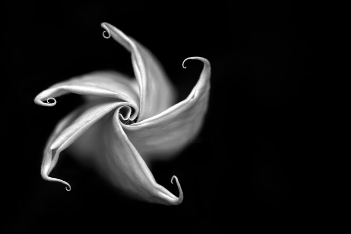 Photographie intitulée "Emmenez-moi" par Ange Too Koor, Œuvre d'art originale, Impression numérique