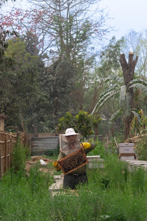 "Bees" Fotoğraf, 9,1x6,7 in